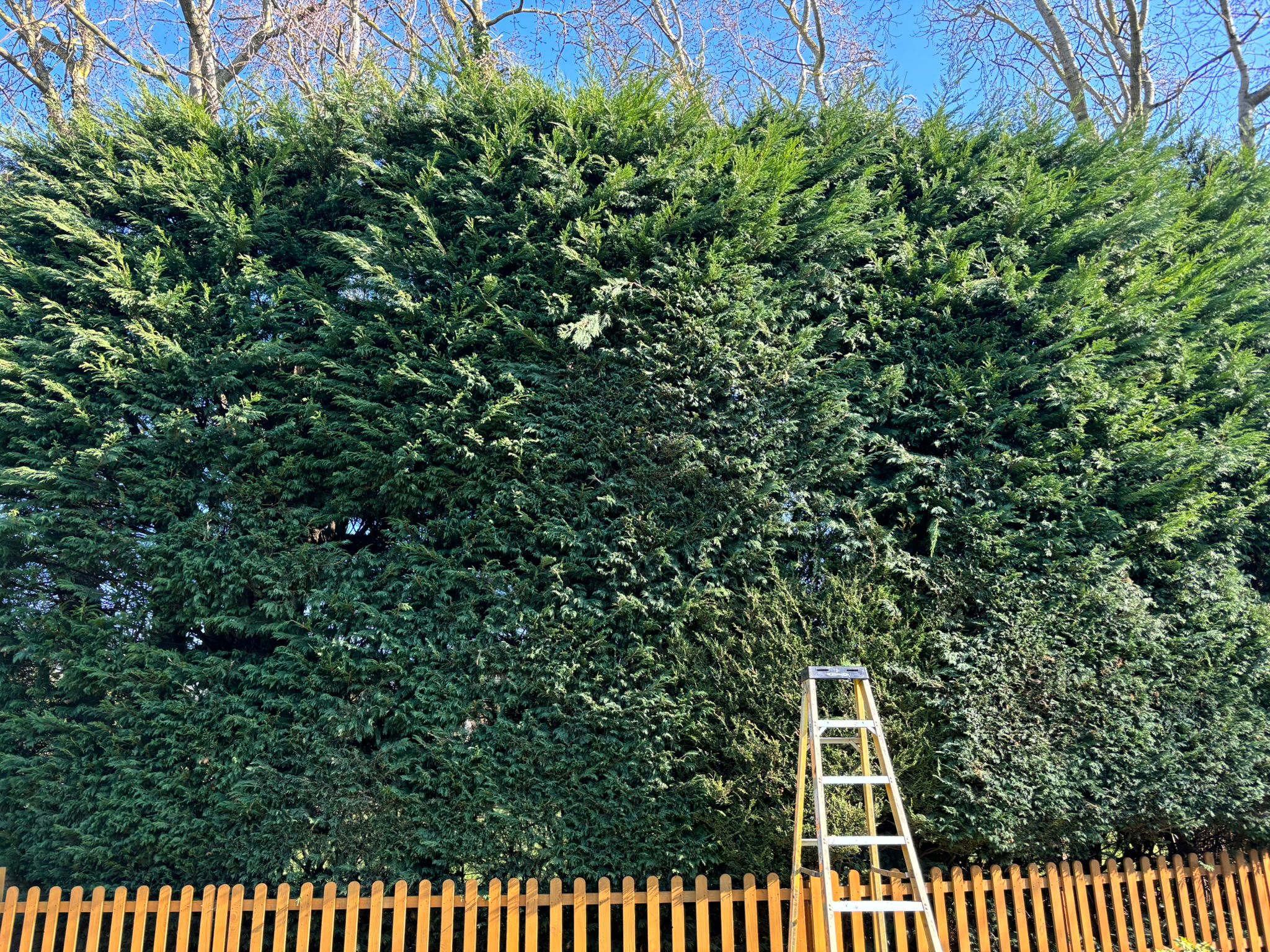 Professional hedge reduction and shaping service for large conifers